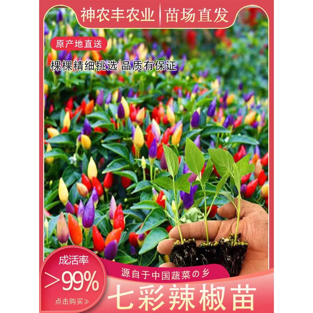 超辣七彩椒朝天子弹头迷你