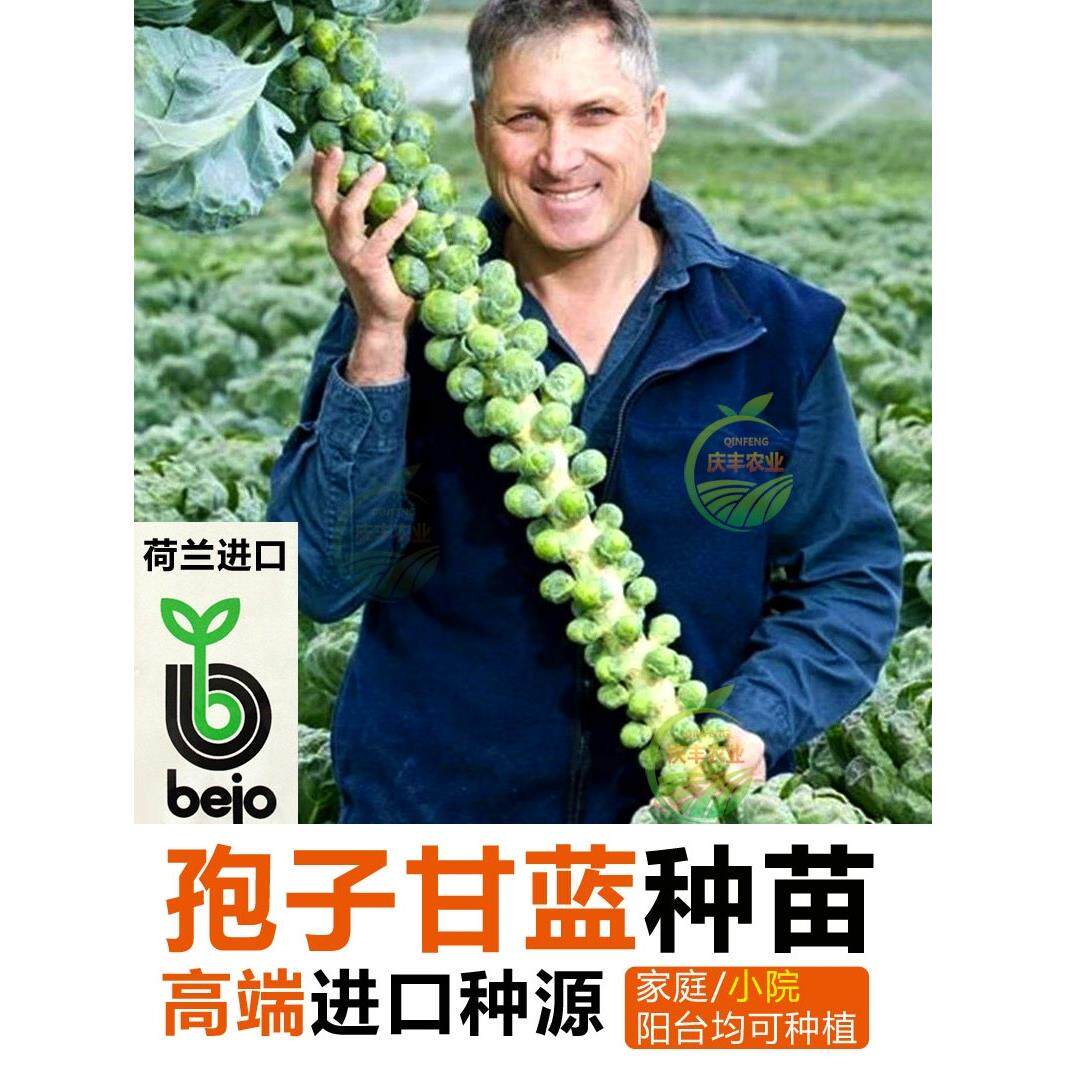 孢子甘蓝苗进口种秧抱菜ab