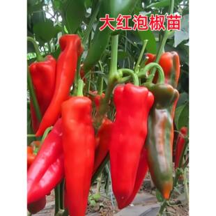 大红泡椒苗辣椒苗秧青椒尖椒牛角椒苗青红两用春秋四季阳台盆栽苗