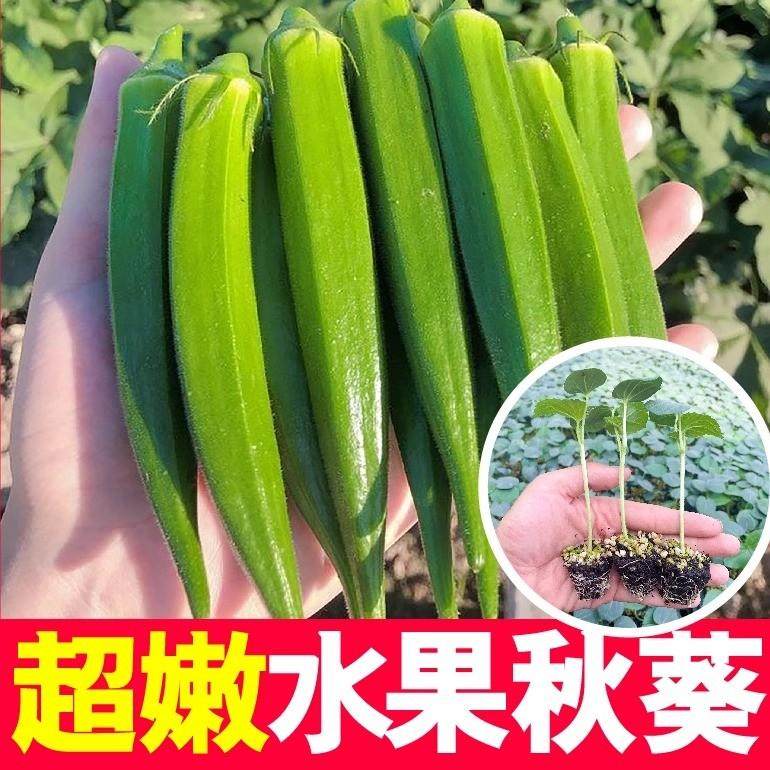 高产奶油水果秋葵苗种子孑