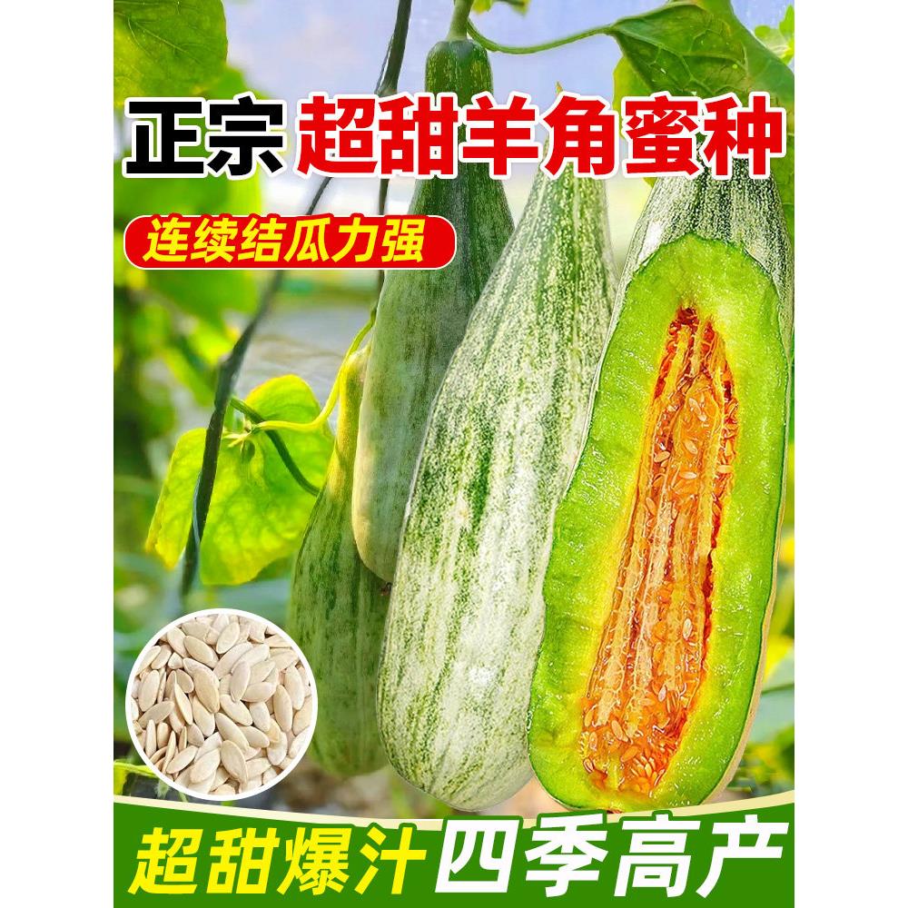 超甜羊角蜜香瓜种子薄皮冰