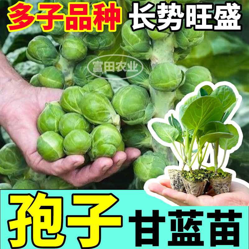 山东寿光孢子甘蓝苗秧四季