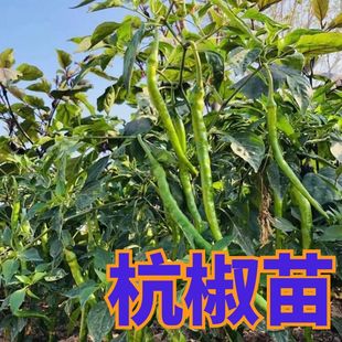 杭椒7号苗子种苗正宗杭椒苗辣椒秧苗种苗四季 盆栽大面积种植蔬菜