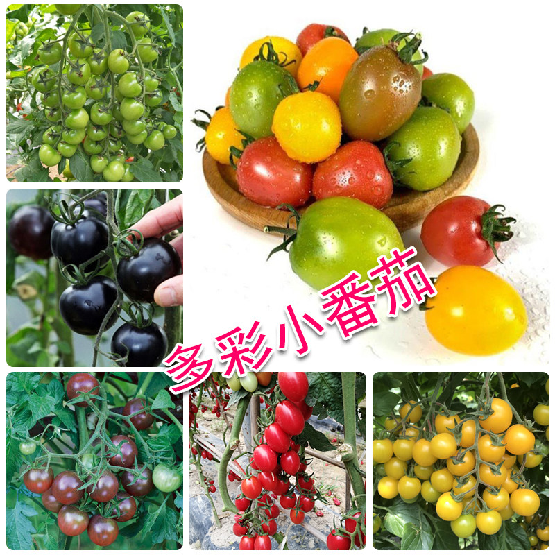 七彩小番茄种子苗圣女果籽