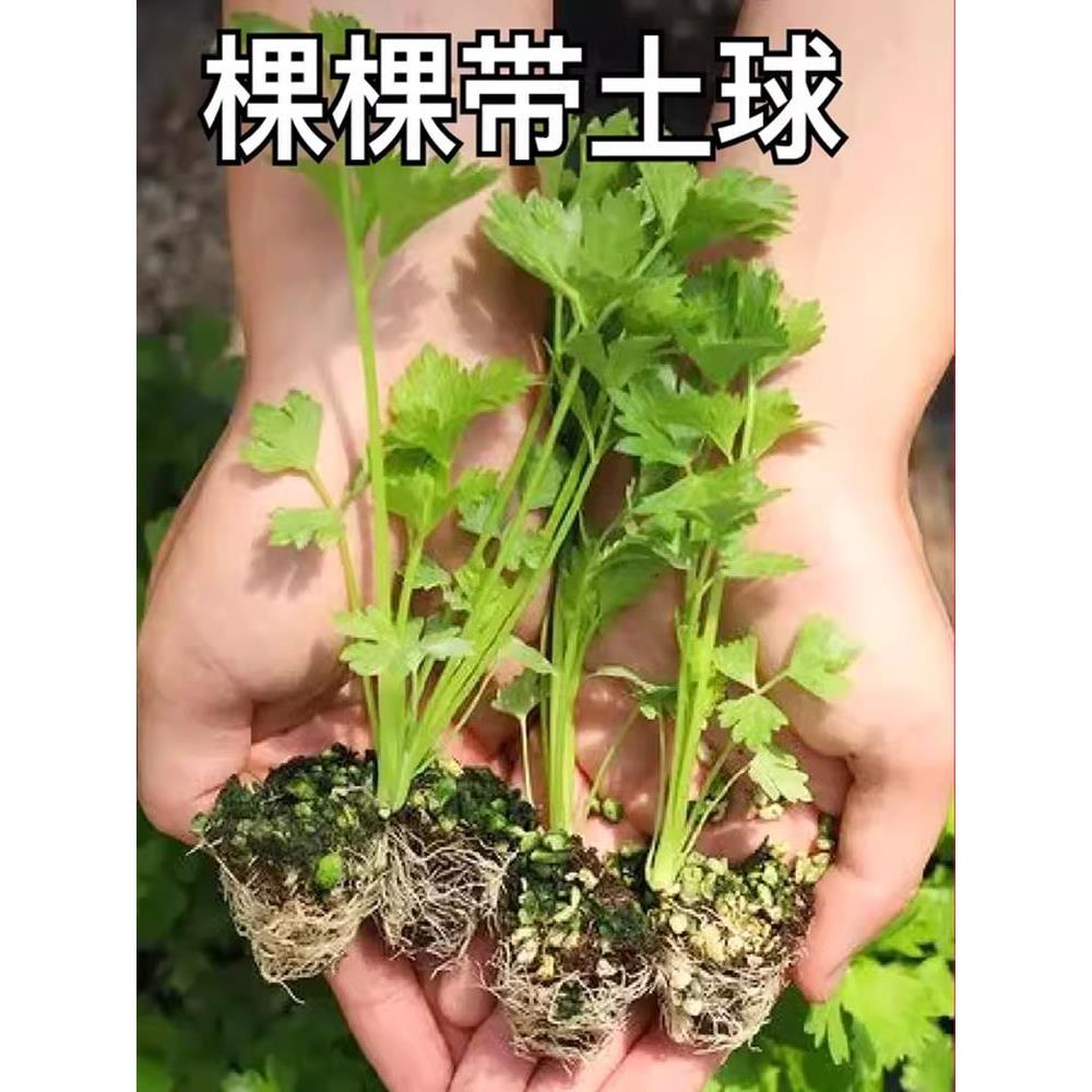 皇后芹菜苗幼西籽小香秧种