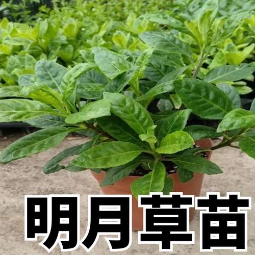 明月草苗子明月草秧苗四季蔬菜苗