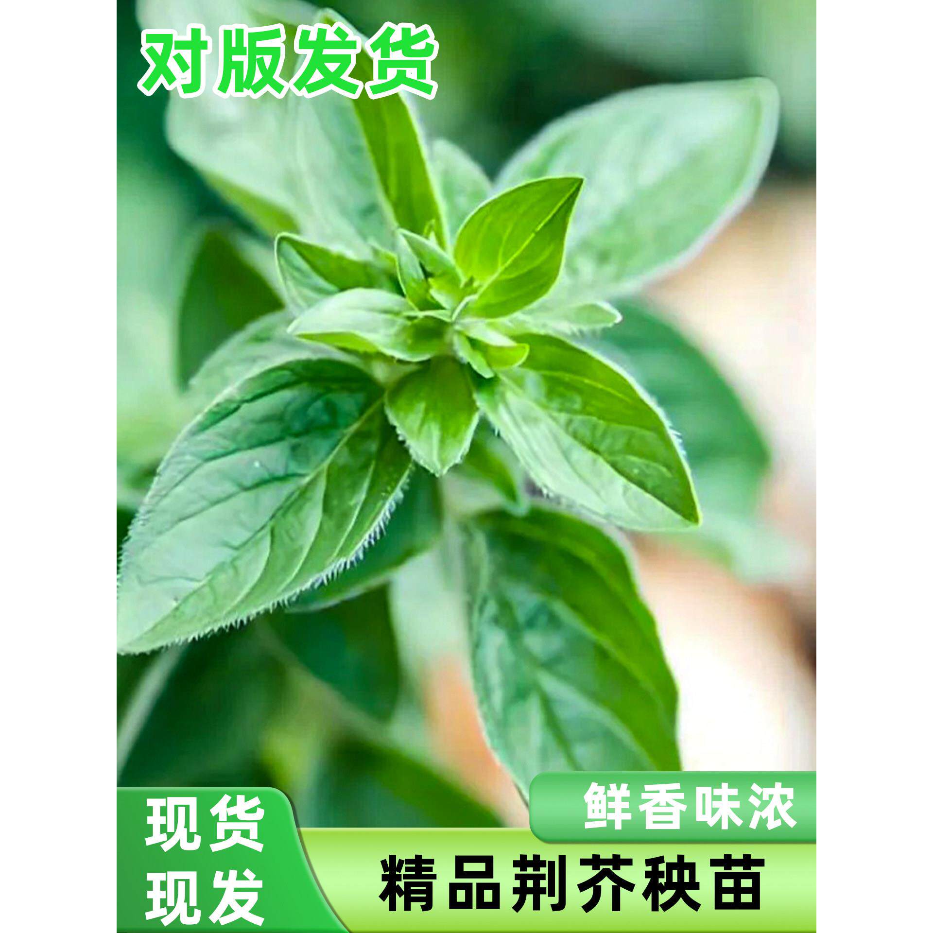 荆芥苗秧大叶种子四季播阳