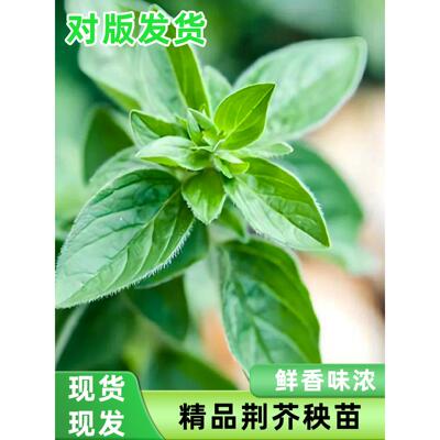 荆芥苗秧大叶种子四季播阳