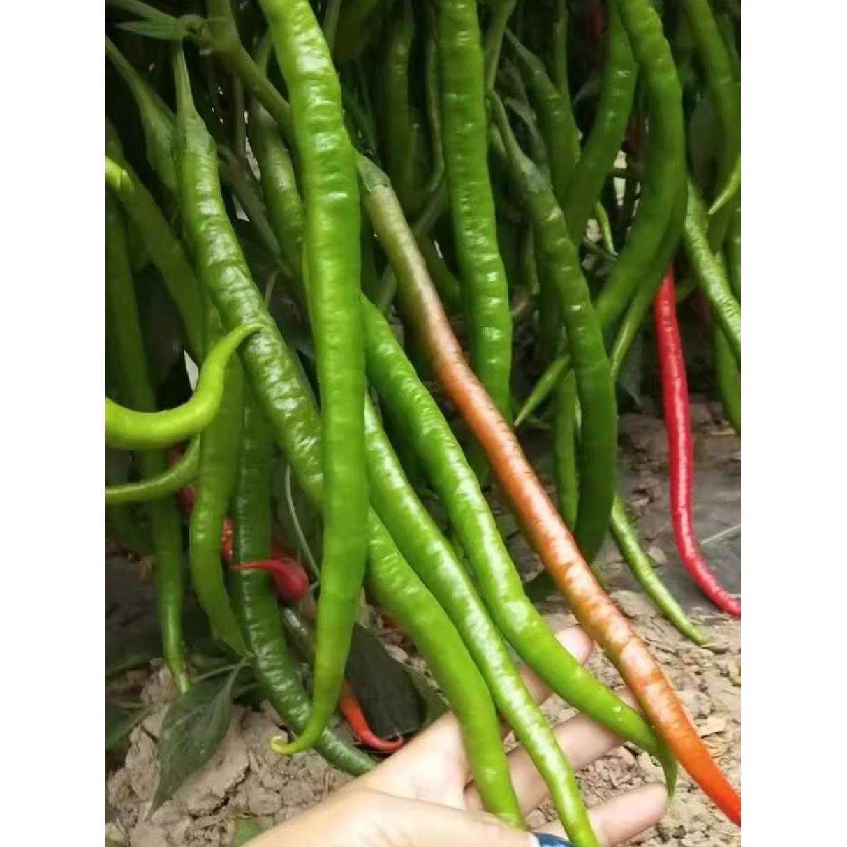 高产线椒辣苗长青尖二荆条