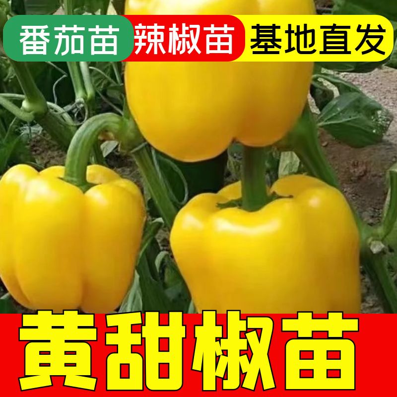 黄色甜椒苗子灯笼辣阳台四