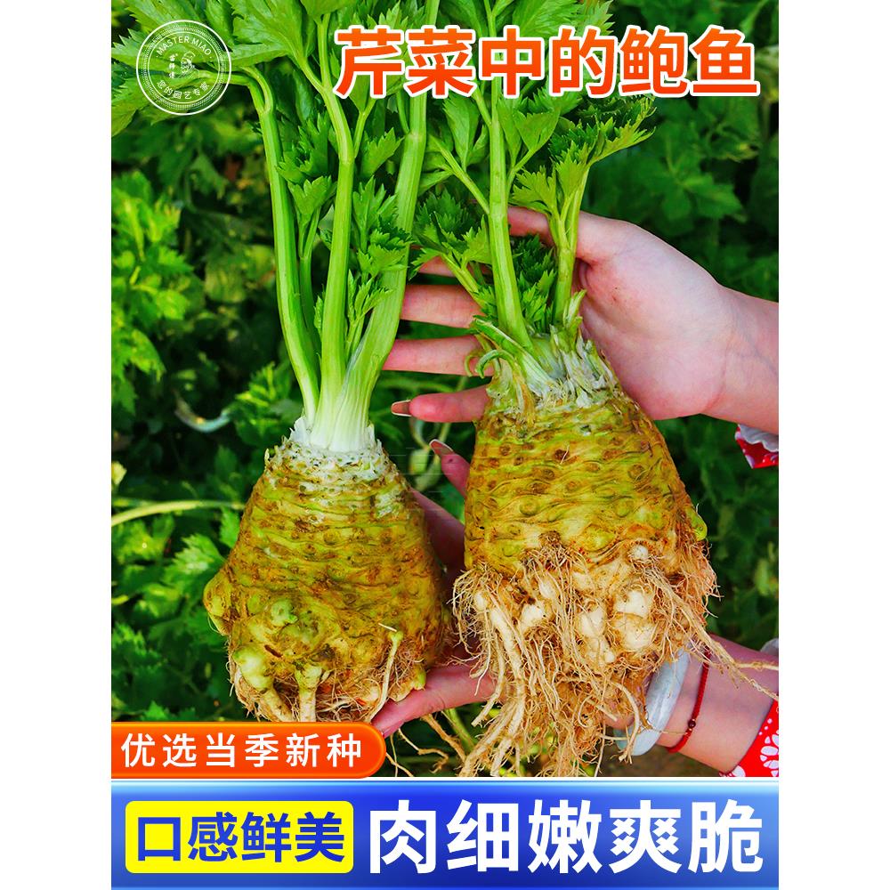 比久根芹种子跟芹菜种籽食用芹菜块芹菜根苗四季播蔬菜苗孑根球