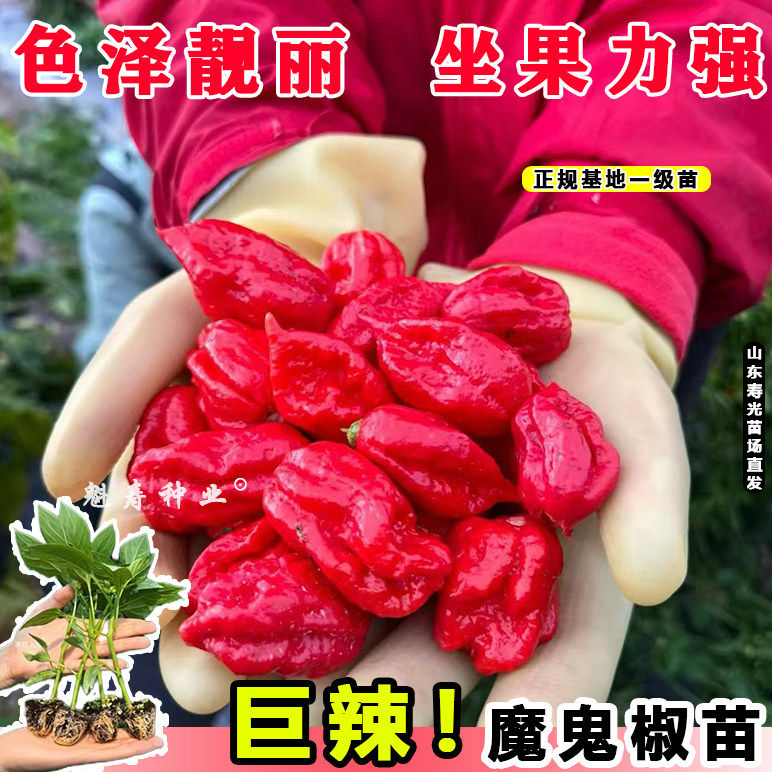 印度巨辣黄魔鬼椒苗秧带土