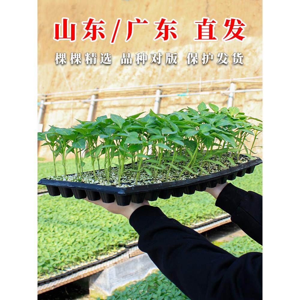 广东南方苗秧茄子种西瓜黄