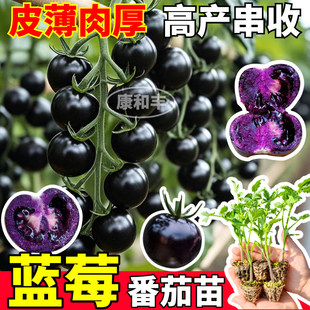 蓝莓番茄苗秧高产串收寿光黑玫瑰圣女果种子阳台小院盆栽带土球