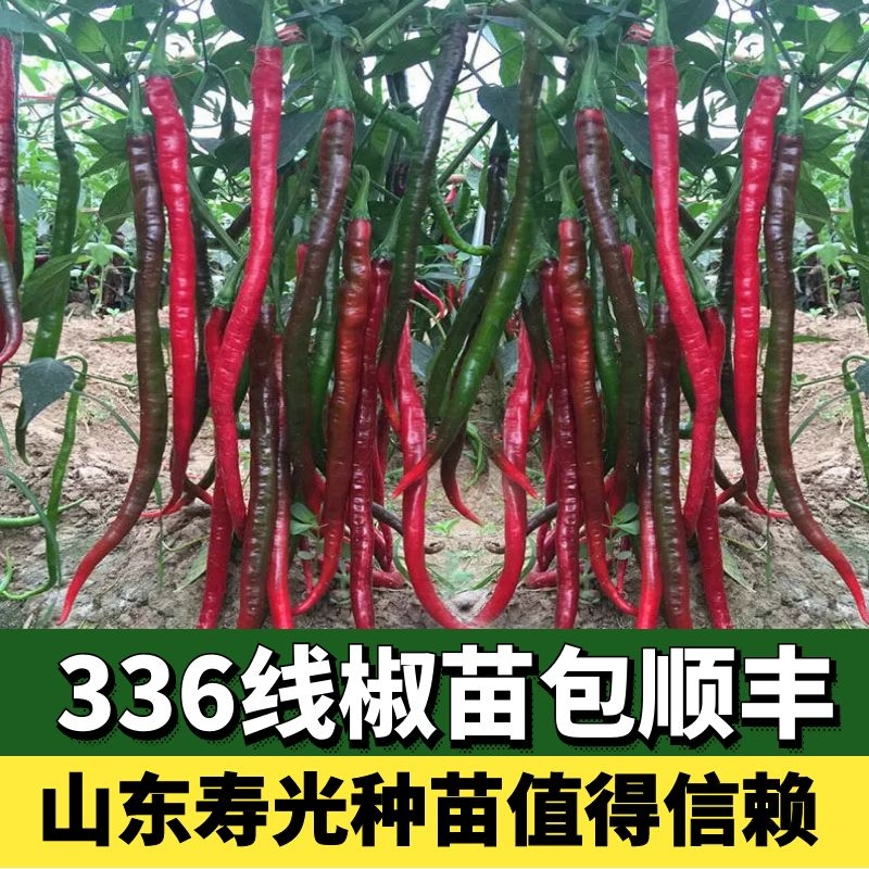 辣椒苗帝王336线椒苗秧高产四季阳台盆栽种植食用特大寿光蔬菜苗 鲜花速递/花卉仿真/绿植园艺 家庭园艺种子 原图主图