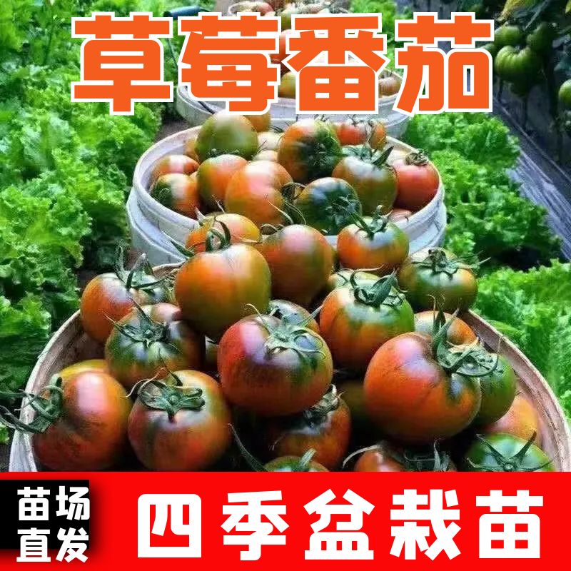 草莓番茄苗子草莓番茄秧苗