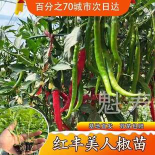 香辣美人椒苗秧红绿特辣辣椒苗四季盆栽蔬菜红线椒海椒种子辣椒树