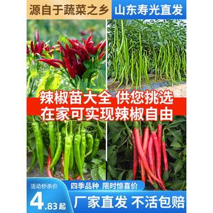 辣椒种苗大全四季朝天椒小米椒树苗七彩薄皮椒螺丝椒秧苗种子盆栽