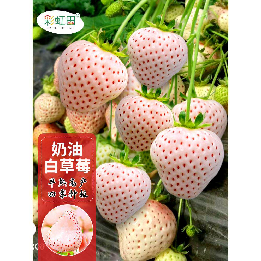 奶油白草莓种子四季盆栽秧