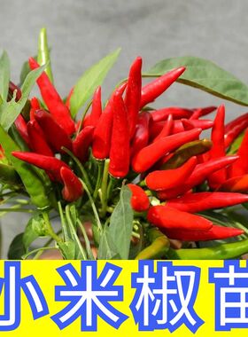 红色小米椒苗尖辣椒苗种朝天椒指天椒幼苗春秋阳台盆栽蔬菜苗孑秧