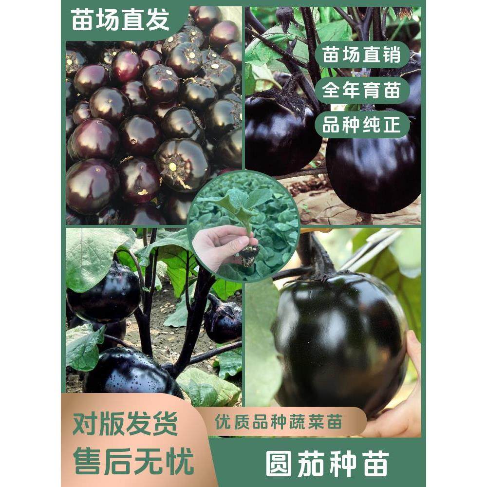 【黑宝圆茄苗】大果黑宝圆茄苗秧苗黑亮紫把高产抗病四季种植菜苗