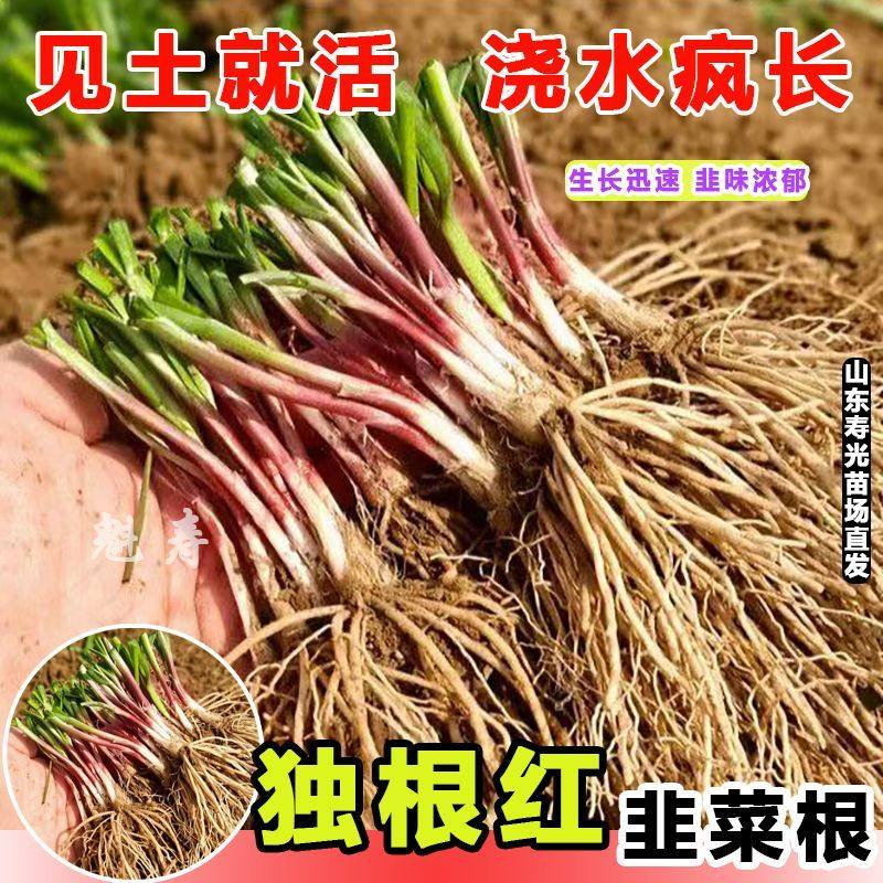 寿光独根红韭菜宽叶细新大