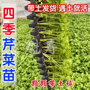 芹菜苗四季香芹水芹西芹种子秋季盆栽阳台蔬菜种籽孑幼苗秧苗带土