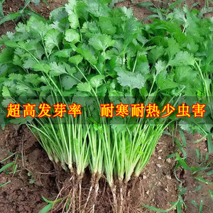 农家小叶香菜种子苗春夏秋