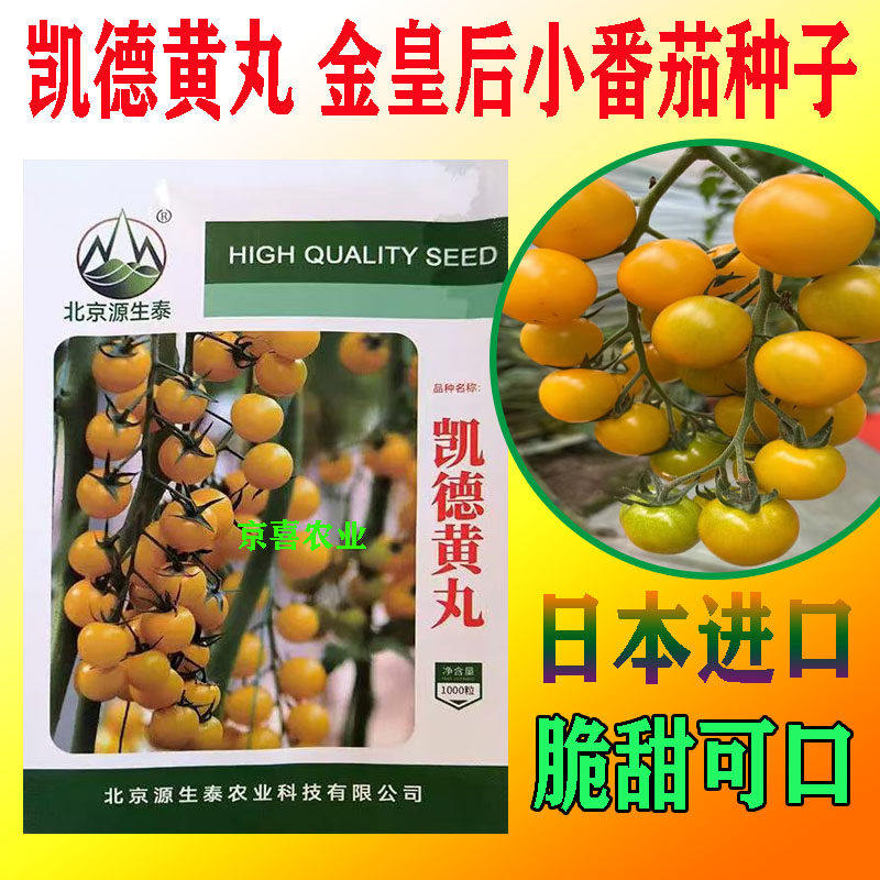 黄色小番茄种子籽种苗秧进口久留米金皇后苗秧高产