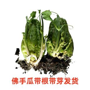 佛手瓜洋瓜冒根带芽种瓜容易成活