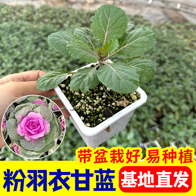 粉羽衣甘蓝苗秧幼绿紫蔬菜