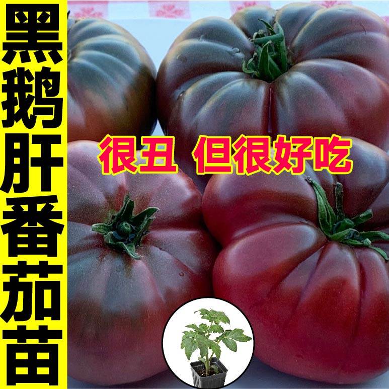 老品种超甜黑鹅肝番茄苗秧