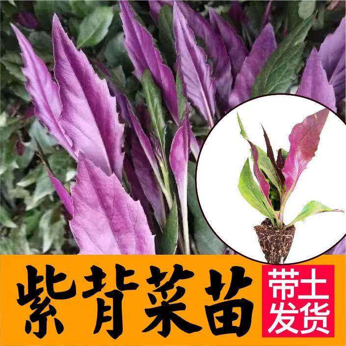 紫背菜苗天葵种观音秧血皮
