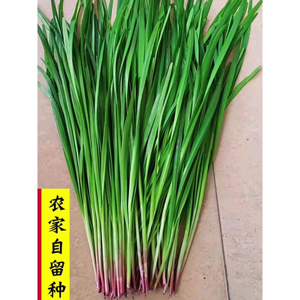 独根红韭菜种子紫籽多年生