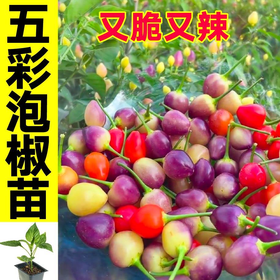 脆辣鲜香五彩泡椒苗秧七多