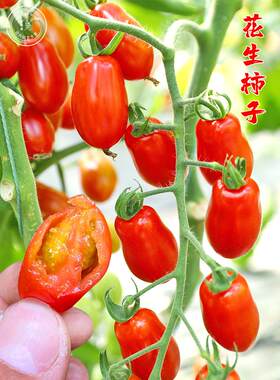花生柿子丹东409樱桃番茄