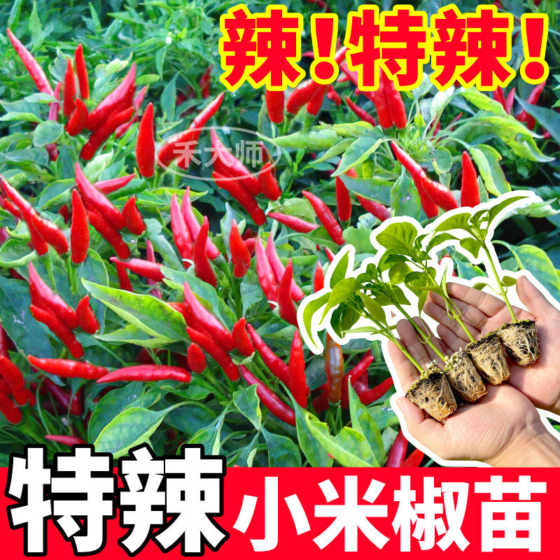 寿光特辣红小米苗秧压趴架
