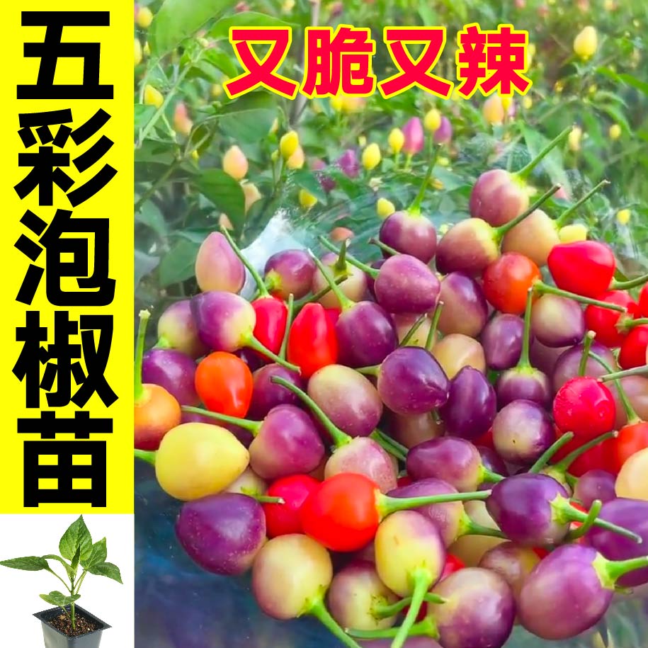 脆辣鲜香五彩泡椒苗秧七多