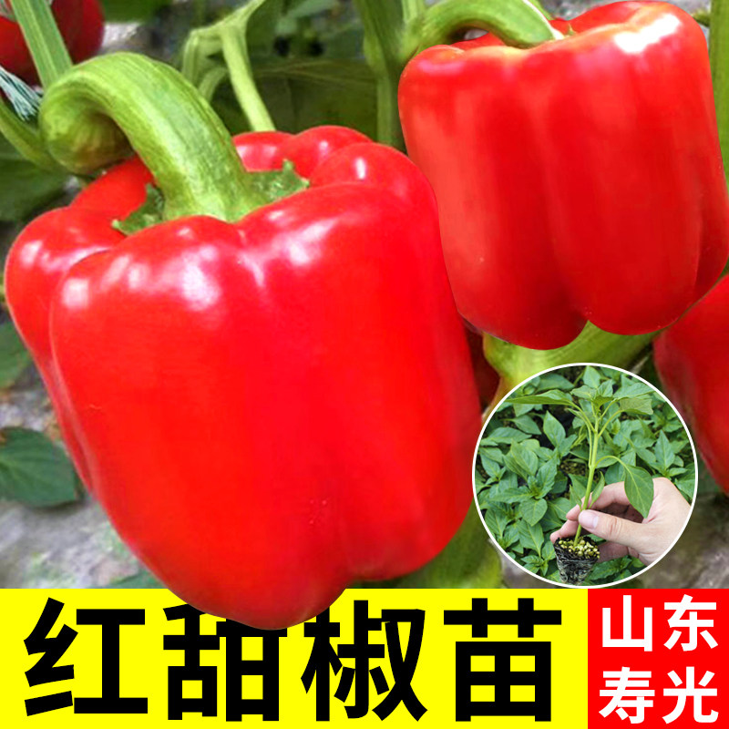 红甜椒种子苗辣籽孑高产阳