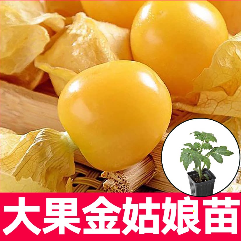 大果金姑娘秧苗四季阳台盆