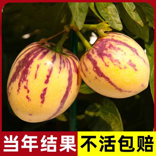 人参果生孑树水种子籽苗秧