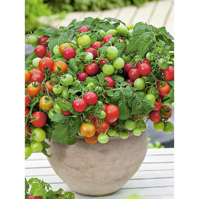 日本小番茄种子苗秧矮生盆