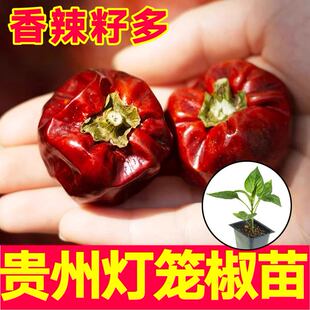 微辣特香贵州灯笼椒苗秧带土球特辣红小米辣魔鬼椒美人椒辣椒种子