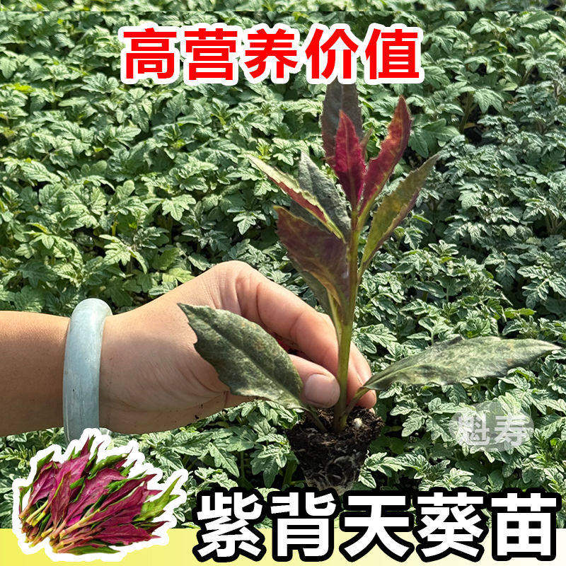 天然菜紫背葵苗秧盆栽阳台