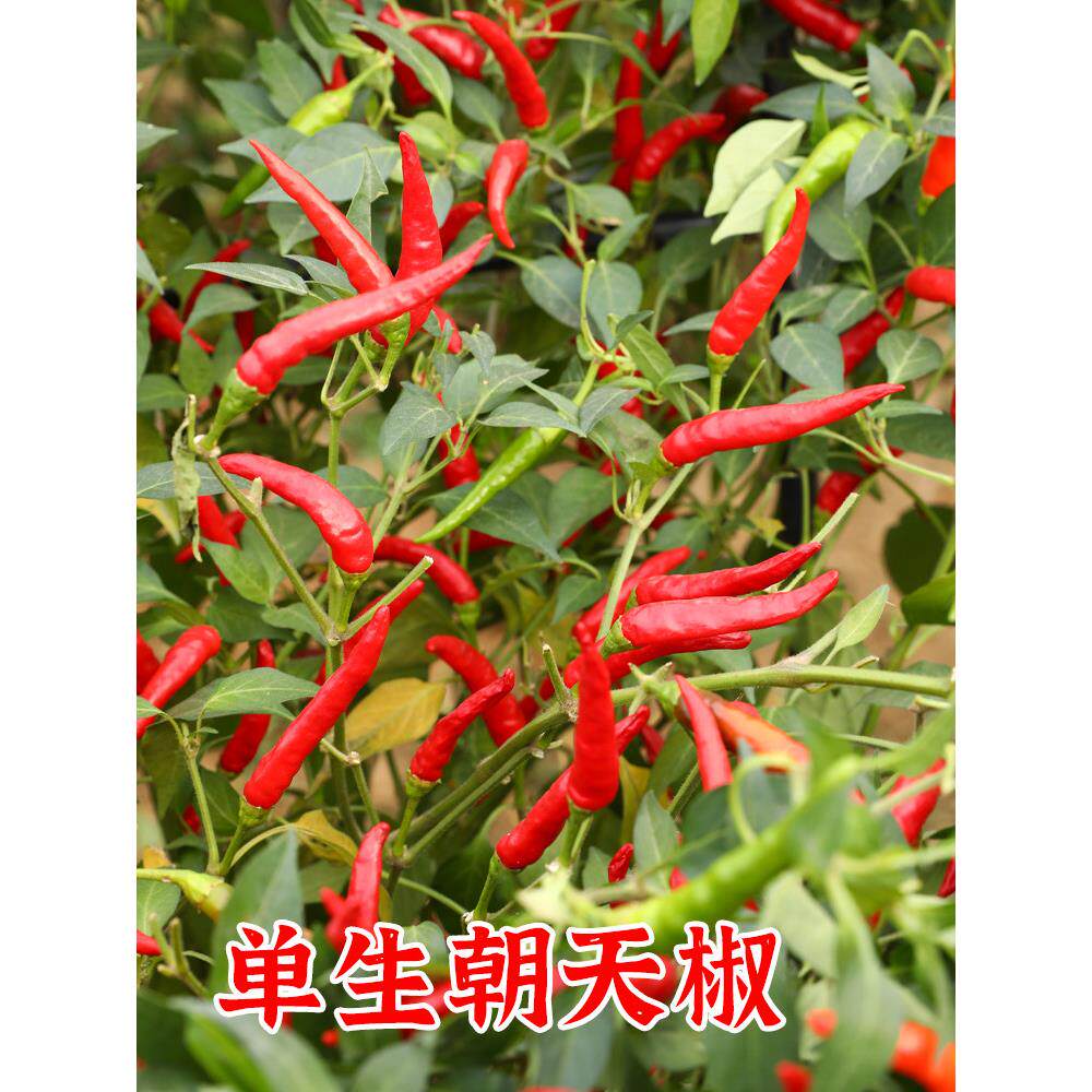 朝天椒种子籽辣树苗盆栽阳