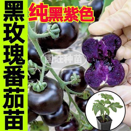 爆甜多汁黑玫瑰番茄苗秧紫