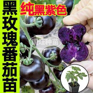 爆甜多汁黑玫瑰番茄苗秧黑紫色红黄小柿子圣女果种子春秋四季盆栽
