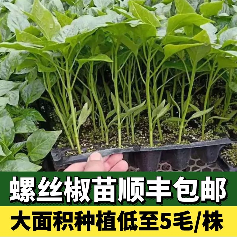 辣椒苗螺丝椒秧苗尖椒薄皮椒太空椒甜苗盆栽冬天阳台四季种植食用 鲜花速递/花卉仿真/绿植园艺 家庭园艺种子 原图主图