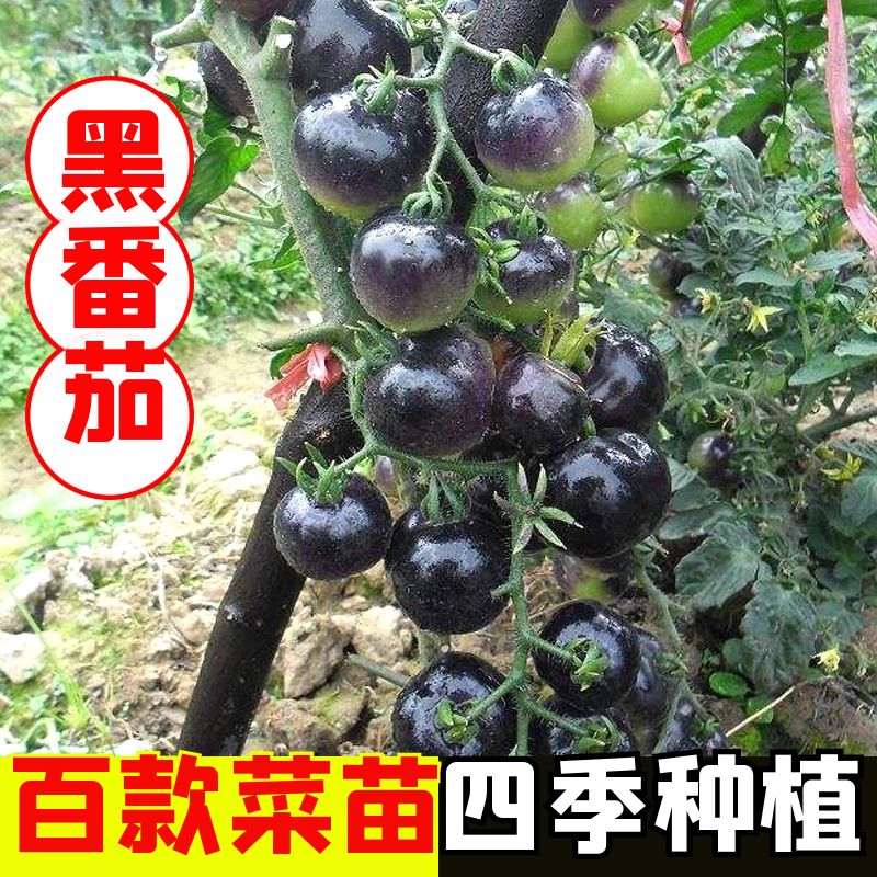 穴盘蔬菜苗四季种籽苗秧高产好种