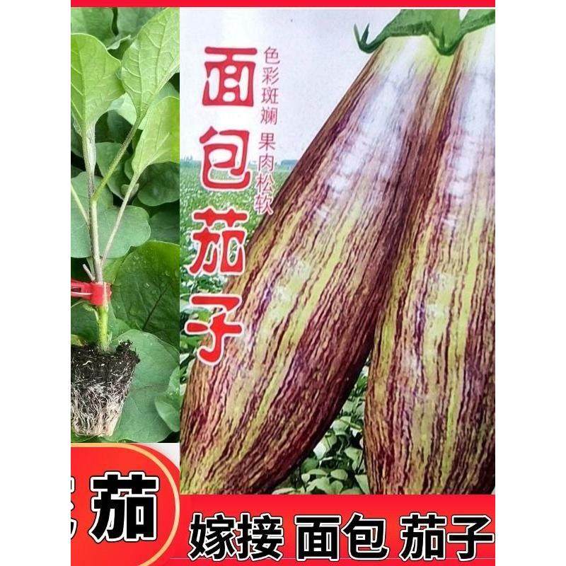 嫁接面包茄子苗种长圆新手